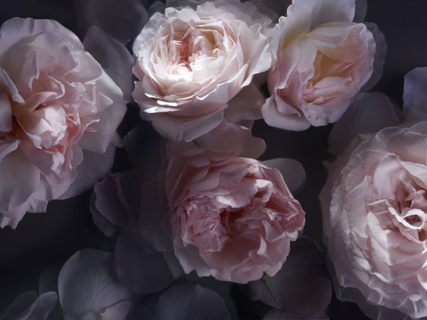 L'EXTASE_CARESSE DE ROSES_Ingredients (1)